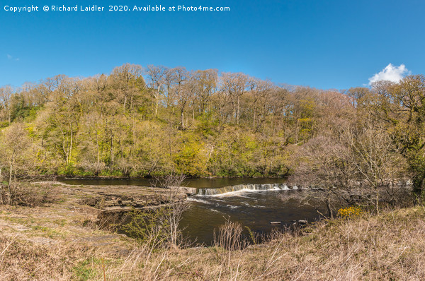The River Tees at Whorlton in Spring Sunshine Picture Board by Richard Laidler
