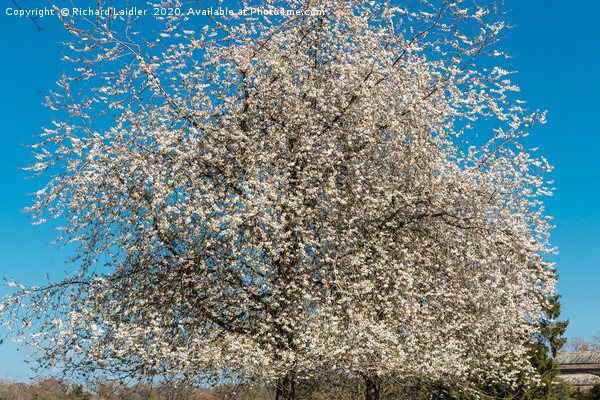 Spring Cheer - Flowering White Cherry Picture Board by Richard Laidler