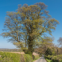 Buy canvas prints of Sycamore Bursting into Leaf by Richard Laidler