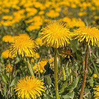 Buy canvas prints of Spring Cheer - Dandelions by Richard Laidler