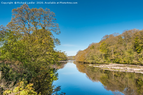 The River Tees at Wycliffe in Late April Sunshine Picture Board by Richard Laidler