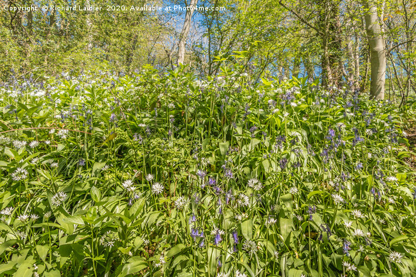 Spring Cheer - Bluebells and Wild Garlic (2) Picture Board by Richard Laidler