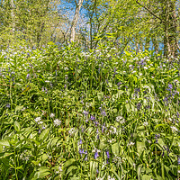 Buy canvas prints of Spring Cheer - Bluebells and Wild Garlic (2) by Richard Laidler