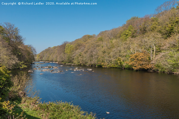 The River Tees from Boot and Shoe Cottage Wycliffe Picture Board by Richard Laidler