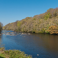 Buy canvas prints of The River Tees from Boot and Shoe Cottage Wycliffe by Richard Laidler