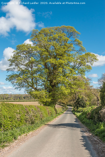 Roadside Sycamore in Spring Picture Board by Richard Laidler