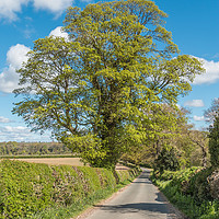 Buy canvas prints of Roadside Sycamore in Spring by Richard Laidler
