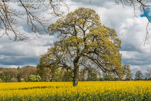 Springtime Oak Tree Picture Board by Richard Laidler