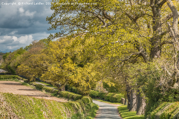 Spring Oaks at Thorpe, Teesdale Picture Board by Richard Laidler