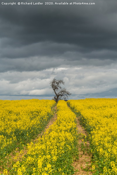 Dramatic Light and Oil Seed Rape Picture Board by Richard Laidler