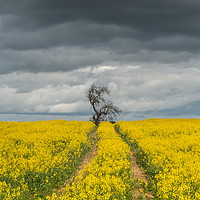 Buy canvas prints of Dramatic Light and Oil Seed Rape by Richard Laidler