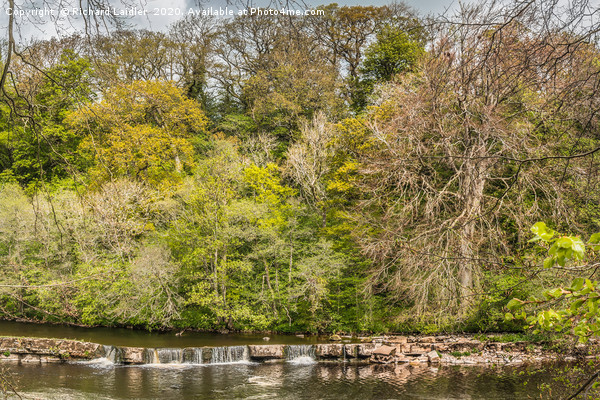 Spring Woodland on the River Tees at Whorlton Picture Board by Richard Laidler