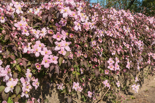 Flowering Clematis Montana Picture Board by Richard Laidler