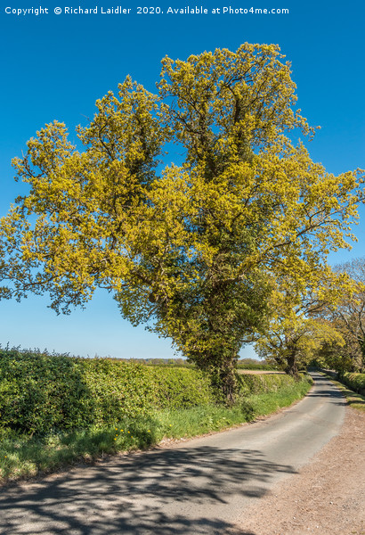 Golden Springtime Oak Tree Picture Board by Richard Laidler