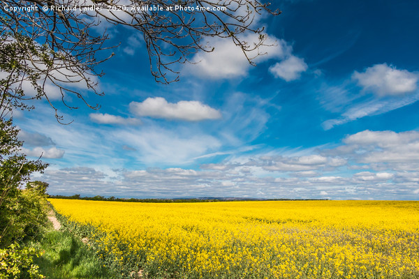 Big Blue Sky, Big Yellow Rape Picture Board by Richard Laidler