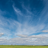 Buy canvas prints of Spring Cirrus by Richard Laidler