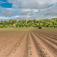 Buy canvas prints of Emerging Spuds by Richard Laidler