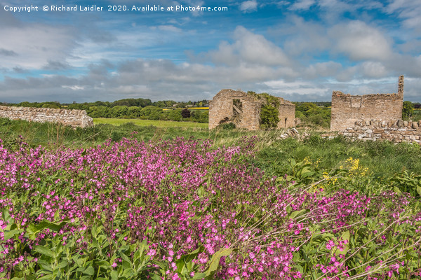 Ruined Barns and Red Campion Picture Board by Richard Laidler