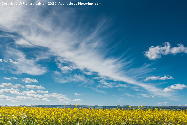Cirrus and Oilseed Rape Picture Board by Richard Laidler