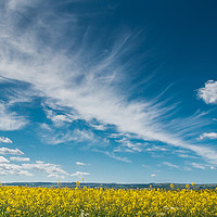 Buy canvas prints of Cirrus and Oilseed Rape by Richard Laidler