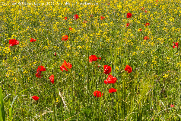 Field Poppies and Oilseed Rape Picture Board by Richard Laidler