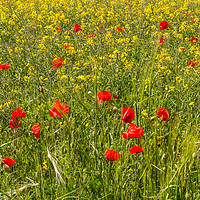 Buy canvas prints of Field Poppies and Oilseed Rape by Richard Laidler