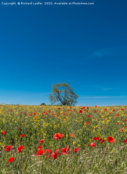 Field Poppies and Oilseed Rape Picture Board by Richard Laidler