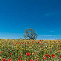 Buy canvas prints of Field Poppies and Oilseed Rape by Richard Laidler