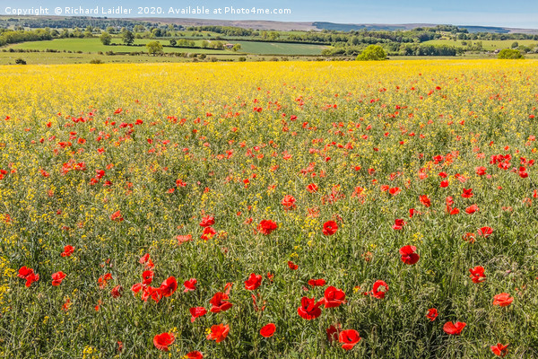 Over Poppies and Rape towards The Stang Picture Board by Richard Laidler