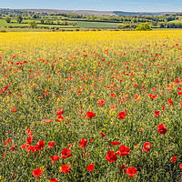 Buy canvas prints of Over Poppies and Rape towards The Stang by Richard Laidler