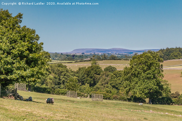Towards Cross Fell from near Mortham Tower Picture Board by Richard Laidler