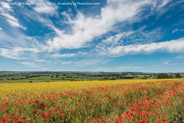 Poppies, Rape and a Big Sky Picture Board by Richard Laidler