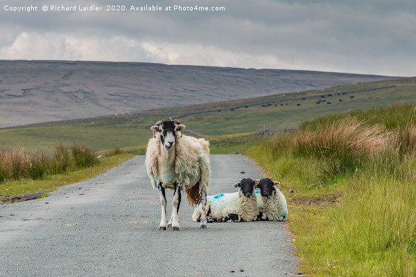 The Two of Ewe Picture Board by Richard Laidler
