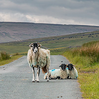 Buy canvas prints of The Two of Ewe by Richard Laidler