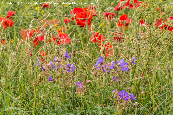Purple Cranesbill and Red Poppies Picture Board by Richard Laidler