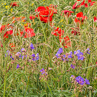 Buy canvas prints of Purple Cranesbill and Red Poppies by Richard Laidler