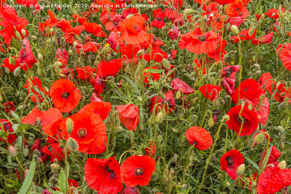 A Sea of Poppies Picture Board by Richard Laidler