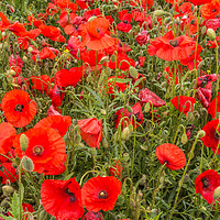 Buy canvas prints of A Sea of Poppies by Richard Laidler