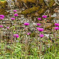 Buy canvas prints of Melancholy Thistles by Richard Laidler