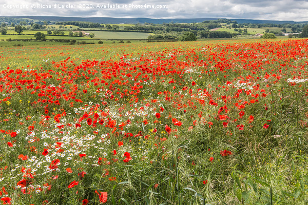 Poppies and Ox-Eye Daisies Picture Board by Richard Laidler