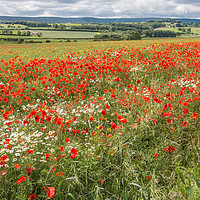 Buy canvas prints of Poppies and Ox-Eye Daisies by Richard Laidler