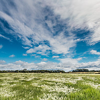 Buy canvas prints of Blustery Barley by Richard Laidler