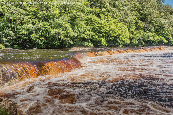  Whorlton Cascades in High Flood, Teesdale Picture Board by Richard Laidler