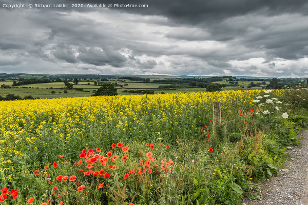 Poppies, Rape and a Moody Sky Picture Board by Richard Laidler