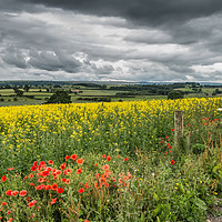 Buy canvas prints of Poppies, Rape and a Moody Sky by Richard Laidler