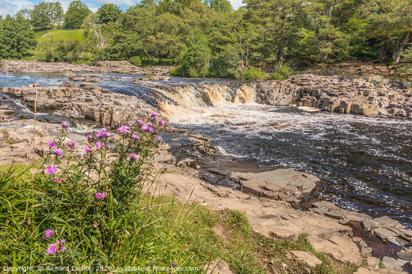 Low Force Waterfall, Teesdale in Summer (2) Picture Board by Richard Laidler