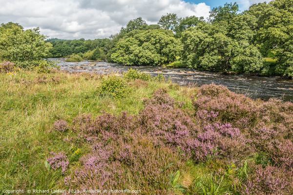 Heather in flower on the River Tees riverbank Picture Board by Richard Laidler