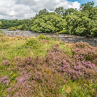 Buy canvas prints of Heather in flower on the River Tees riverbank by Richard Laidler