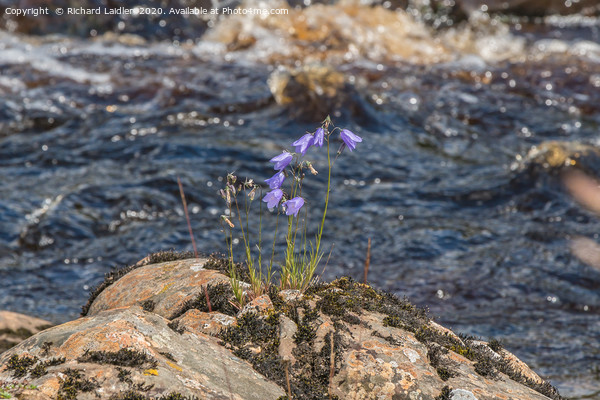 Harebells on the Riverbank Picture Board by Richard Laidler