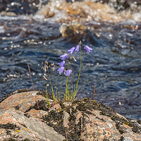 Buy canvas prints of Harebells on the Riverbank by Richard Laidler